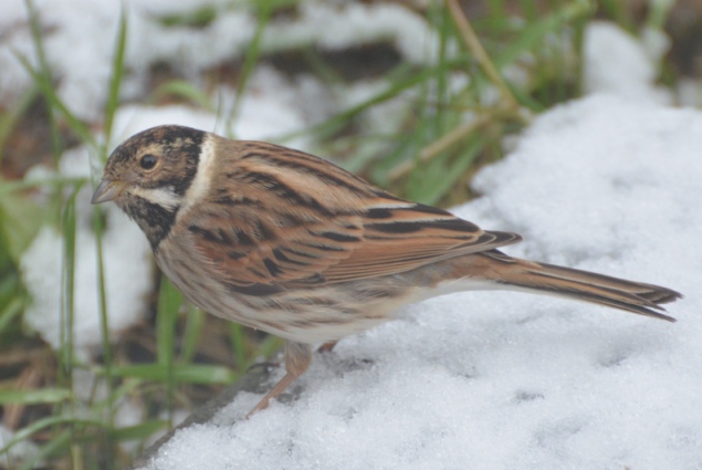 Female reed bunting